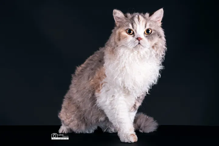 Aspera Basia Esmeralda