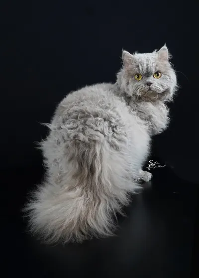 Image for Aspera Basia Lex Luthor 2