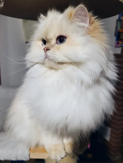 Image for Alistel's Eden Kleo  3