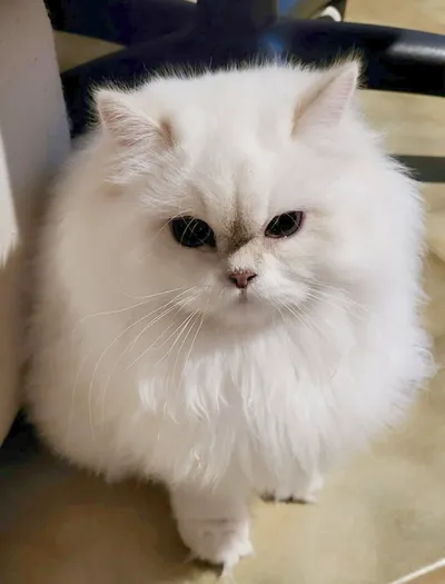 Image for Alistel's Eden Kleo  5