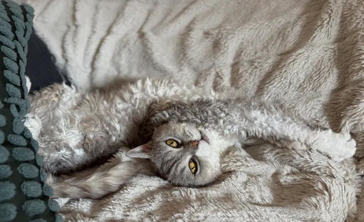 Selkirk Rex e Straight a Pelo Corto: Il Fascino del Gatto "Pecorella"