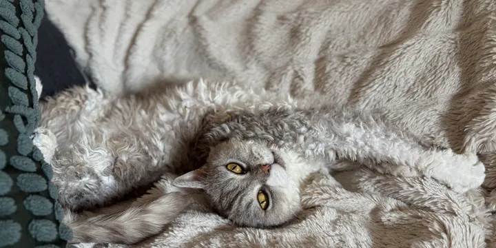 Selkirk Rex e Straight a Pelo Corto: Il Fascino del Gatto "Pecorella"