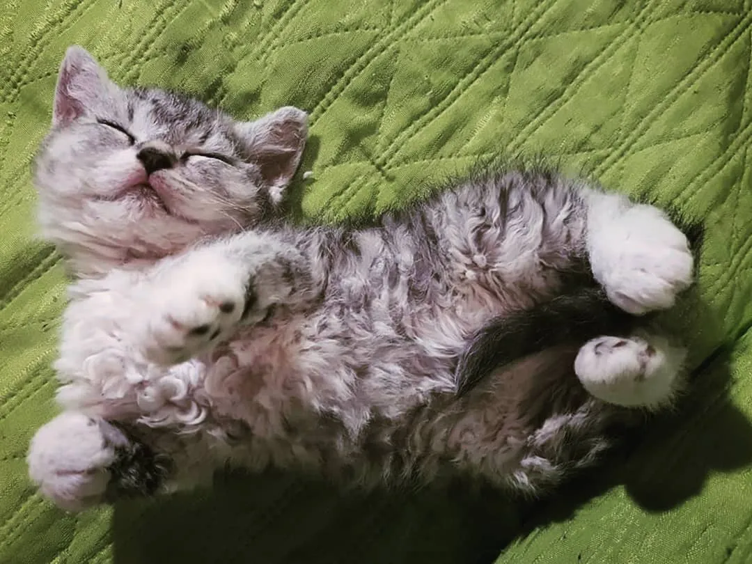 Dolcissimo cucciolo di selkirk rex a pelo corto che dorme sul divano a pancia in sú.