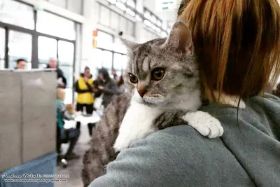 Image for Aspera Basia Daenerys 3