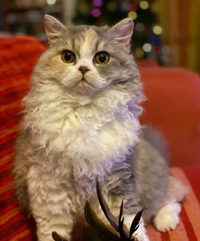 Image for Aspera Basia Esmeralda 3