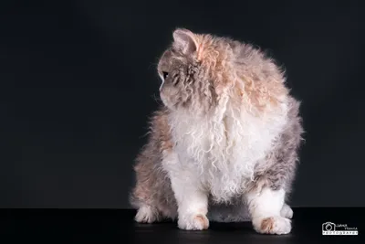 Image for Aspera Basia Esmeralda 6