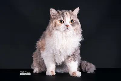 Image for Aspera Basia Esmeralda 7