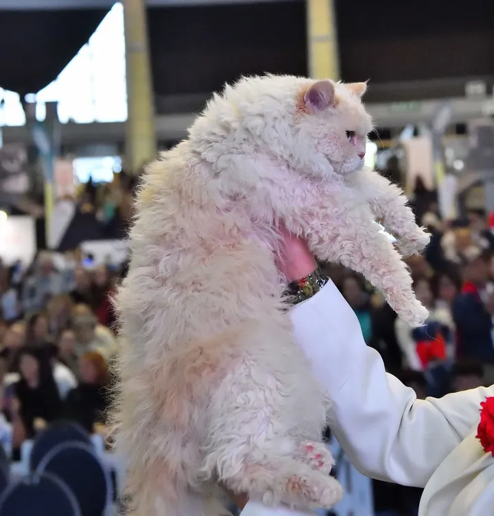 Aspera Basia Felicia