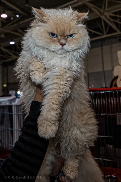 Image for Aspera Basia Felicia 3