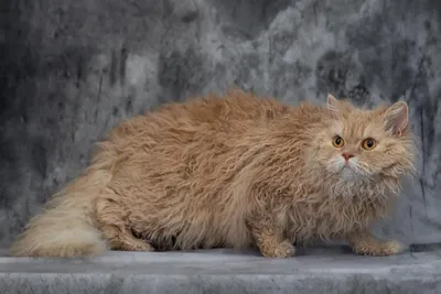 Image for Aspera Basia Fiona 2