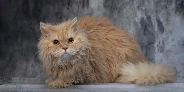Gatto Selkirk Rex: Storia, Caratteristiche e Cura [Guida Completa]