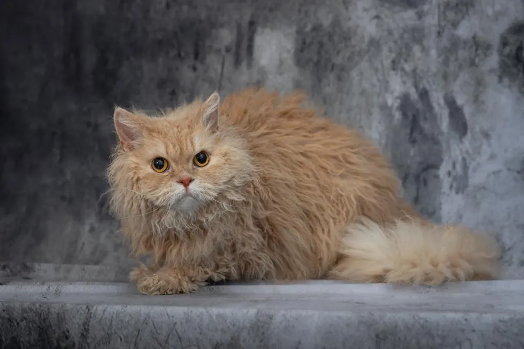 Gatto Selkirk Rex: Storia, Caratteristiche e Cura [Guida Completa]