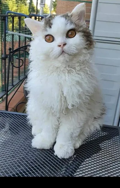 Image for Aspera Basia Giotto 6