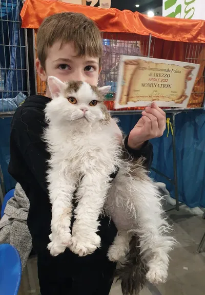 Image for Aspera Basia Giotto 8