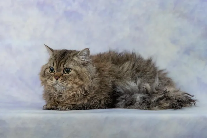 Image 1 for Aspera Basia Idol