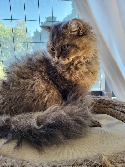 Image for Aspera Basia Idol 2