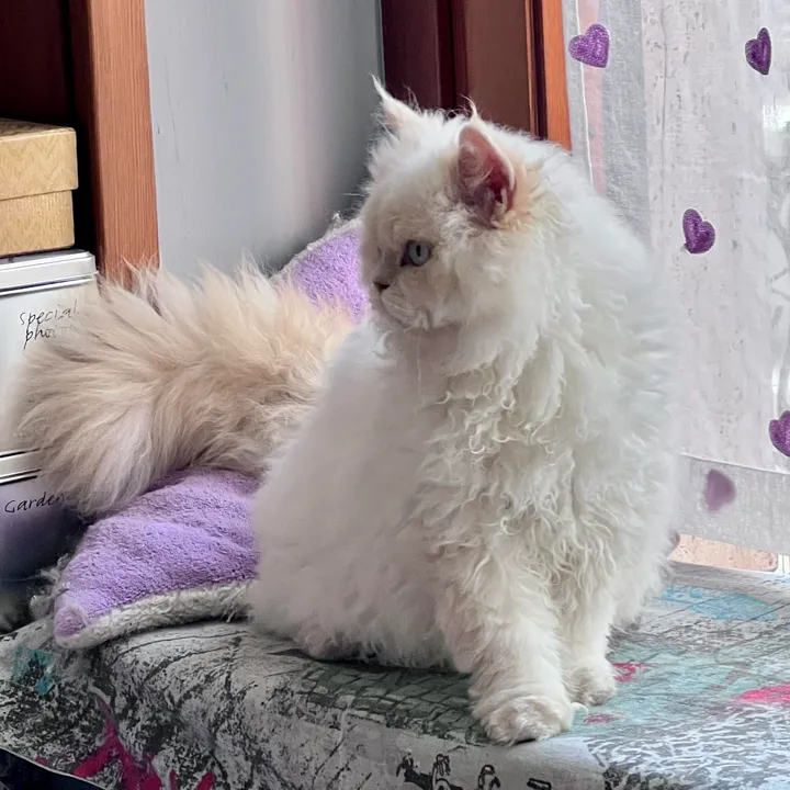 Aspera Basia Lafayette