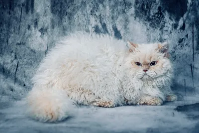 Image for Aspera Basia Lafayette 2