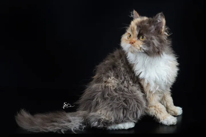 Aspera Basia Mafalda