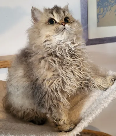 Image for Aspera Basia Mariposa 2