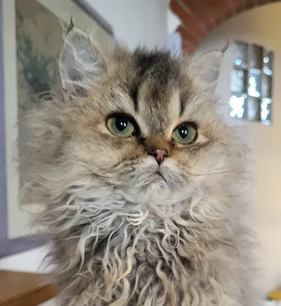 Image for Aspera Basia Mariposa 4