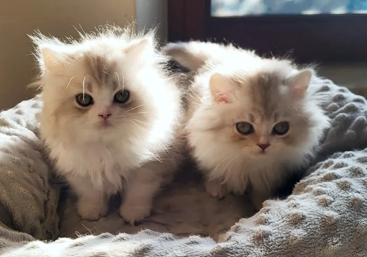 Aspera Basia Nalinor