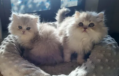 Image for Aspera Basia Nalinor 2