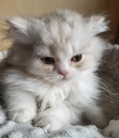 Image for Aspera Basia Nalinor 3