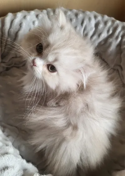 Image for Aspera Basia Nalinor 4