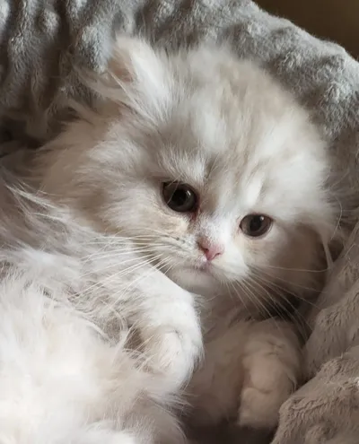 Image for Aspera Basia Nalinor 5