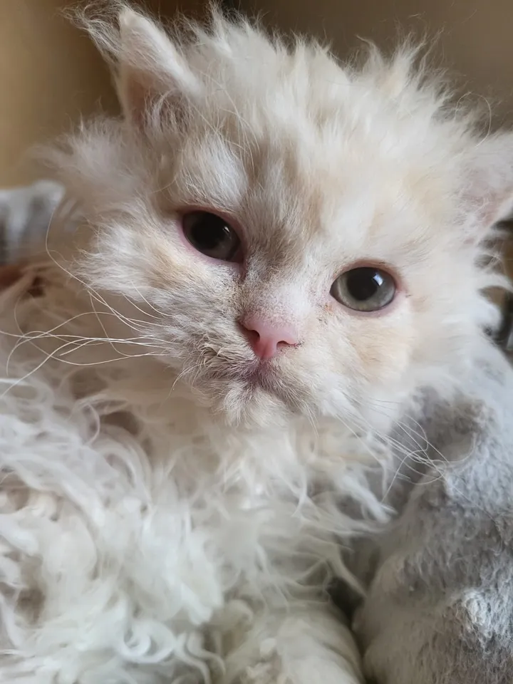 Aspera Basia Nerolys