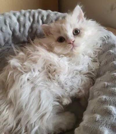 Image for Aspera Basia Nerolys 2