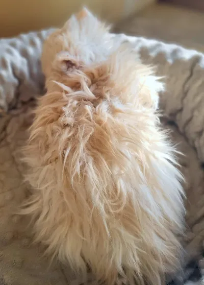 Image for Aspera Basia Nerolys 4