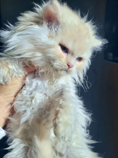 Image for Aspera Basia Nerolys 6