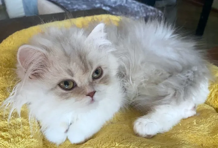 Image 1 for Aspera Basia Nimue