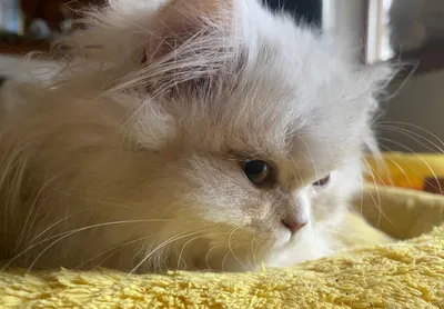 Image for Aspera Basia Nimue 2