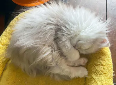 Image for Aspera Basia Nimue 3