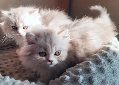 Image for Aspera Basia Nimue 4