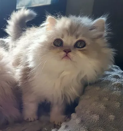 Image for Aspera Basia Nimue 5