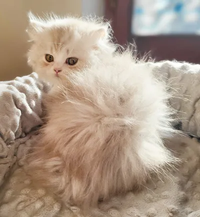 Image for Aspera Basia Nimue 6