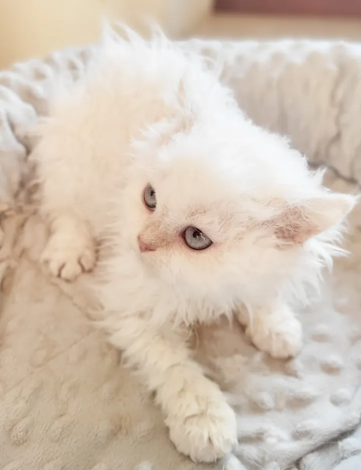 Image 1 for Aspera Basia Nivalia