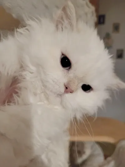 Image for Aspera Basia Nivalia 2