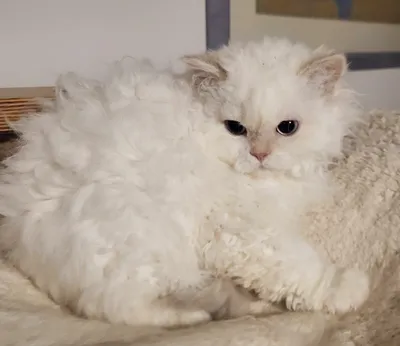 Image for Aspera Basia Nivalia 3