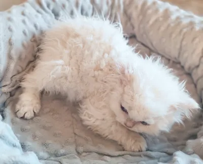 Image for Aspera Basia Nivalia 4