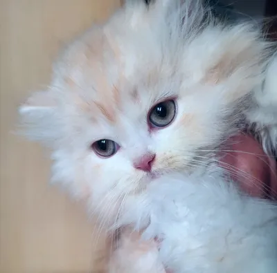 Image for Aspera Basia Nydor 2