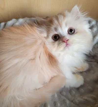 Image for Aspera Basia Nydor 4