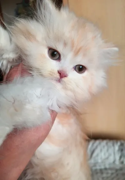 Image for Aspera Basia Nydor 5