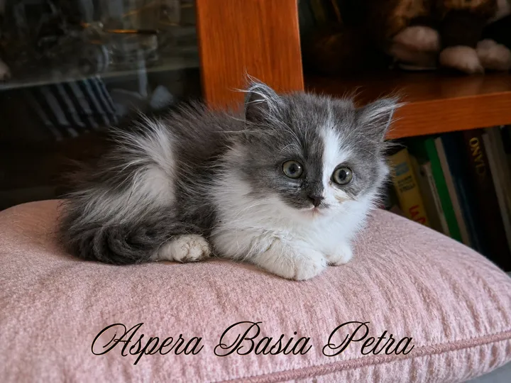 Image 1 for Aspera Basia Petra