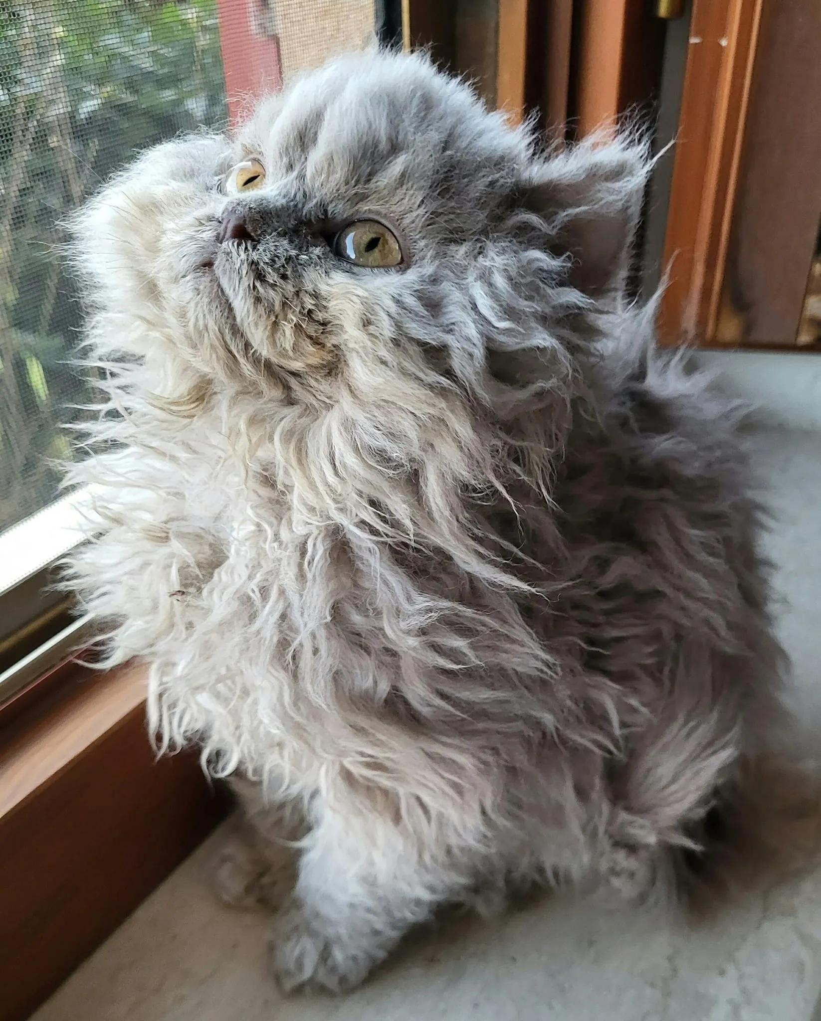 Bellissimo cucciolo selkirk rex che guarda incuriosito fuori dalla finestra.