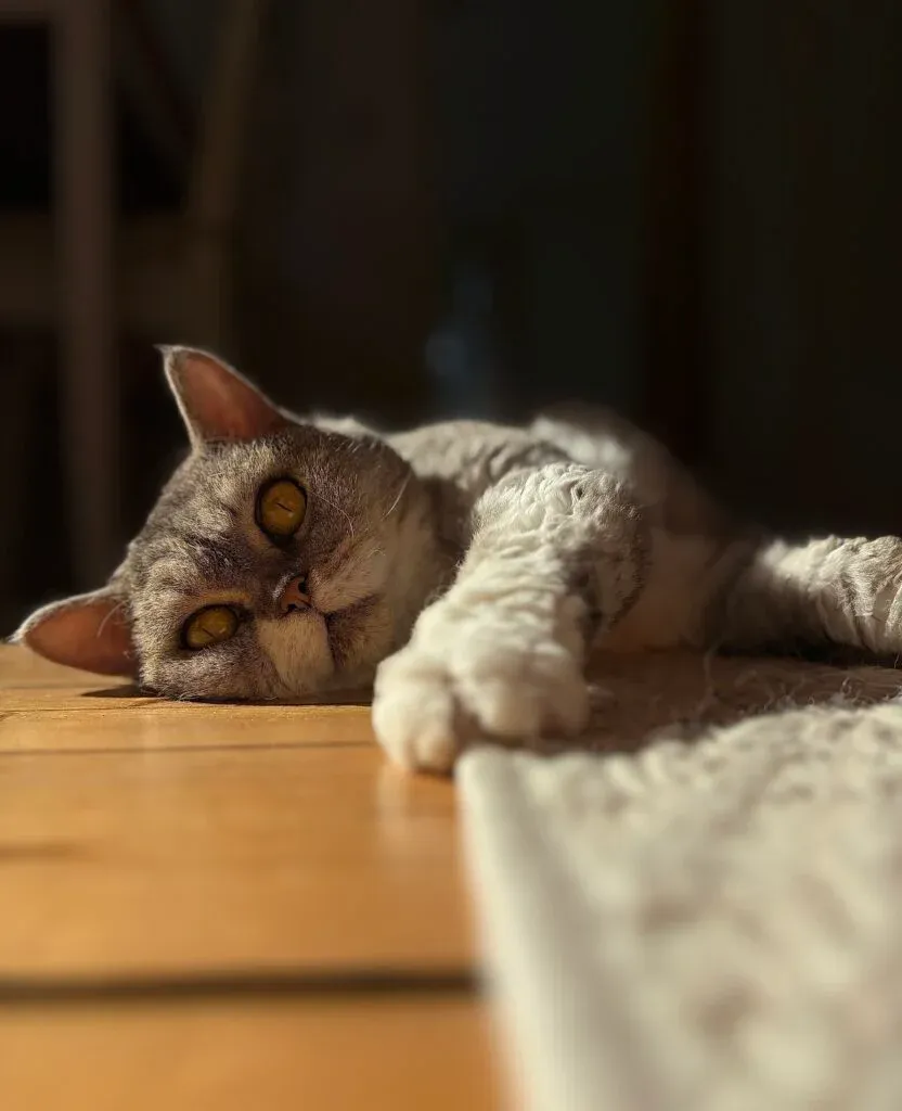 Selkirk Rex Short Hair cat